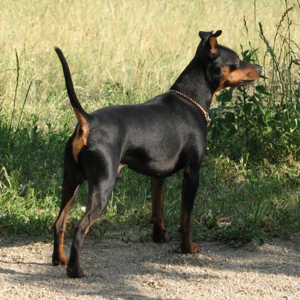 PINSCHER PITIC